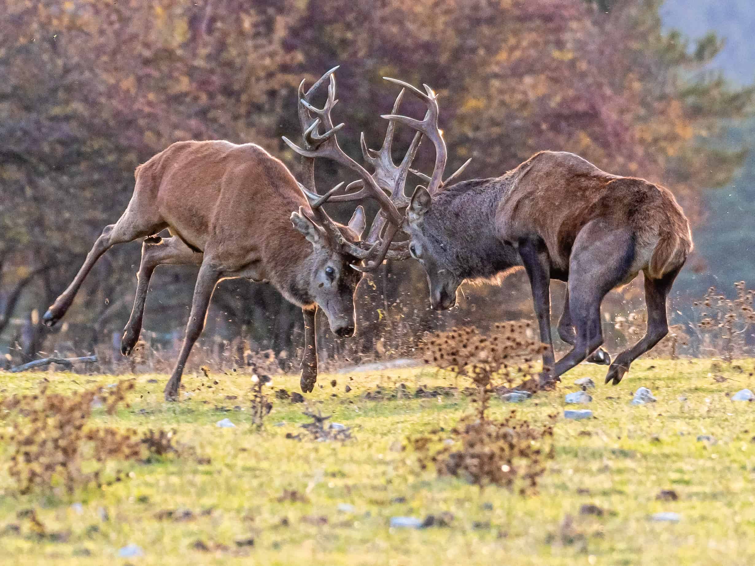Imagen de un duelo entre ciervos